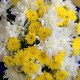 Chrysanthemums